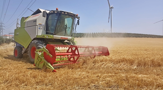 Akhisar belediyesi buğday hasadına başladı