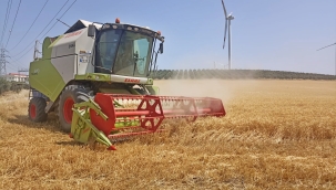 Akhisar belediyesi buğday hasadına başladı