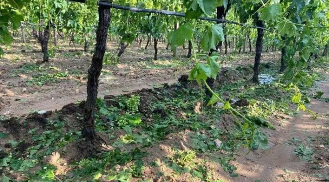 Alaşehir'de bağları dolu vurdu