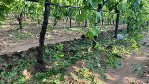 Alaşehir'de bağları dolu vurdu