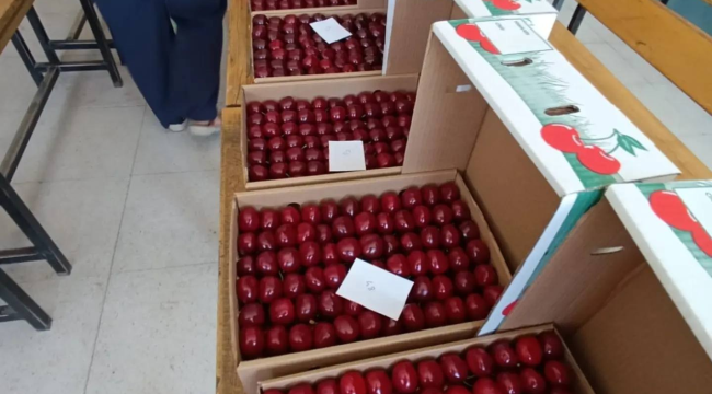 Bu yıl 24.cü Pınarlar kiraz festivali kutlandı