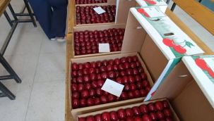 Bu yıl 24.cü Pınarlar kiraz festivali kutlandı