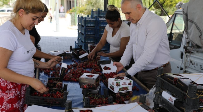 Kiraz üretiminde 2.sırada yer alan Manisa'da 3 milyon 103 bin ağaç ürün veriyor