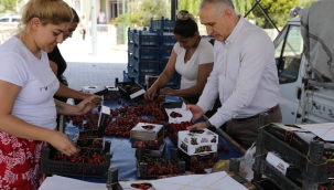 Kiraz üretiminde 2.sırada yer alan Manisa'da 3 milyon 103 bin ağaç ürün veriyor