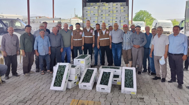 Kula'da üreticilere karnabahar ve lahana fidesi dağıtıldı