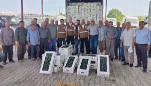 Kula'da üreticilere karnabahar ve lahana fidesi dağıtıldı