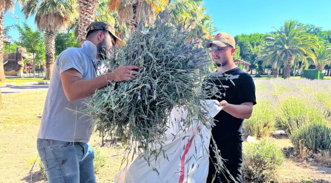 Akhisar'da lavanta hasadı başladı