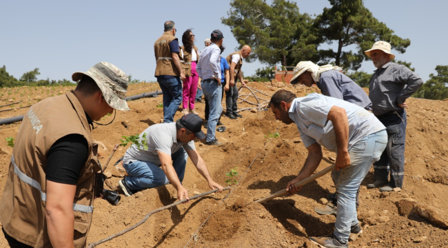 Manisa'da yerli ve milli "Efem" üzüm çeşidinin fidan dikimi başladı