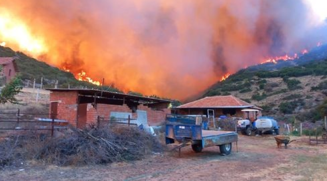 Salihli'de yüzlerce hektar alan küle döndü