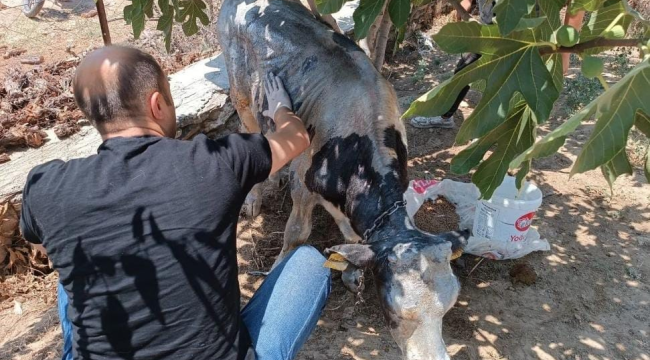 Veterinerler yangında zarar gören hayvanların tedavisine başladı