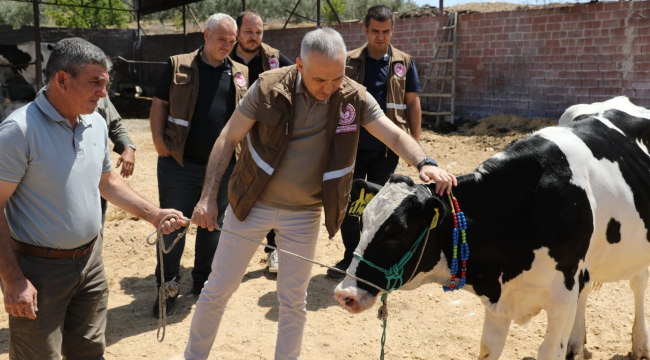Yangında hayvanı telef olan üreticiye hayvan teslimi