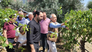 Zarar gören tarım alanlarında inceleme başladı
