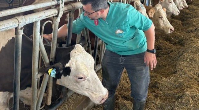 Akhisar'da veterinerler 4 mahallede hayvanlara şap ve brusella aşısı yaptı