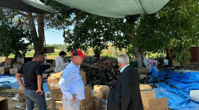 Başkan Nurlu patlıcan üreticilerini ziyeret etti