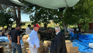 Başkan Nurlu patlıcan üreticilerini ziyeret etti