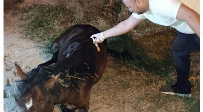  Büyükşehir'den yılkı atına 5 saat süren tedavi