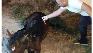  Büyükşehir'den yılkı atına 5 saat süren tedavi