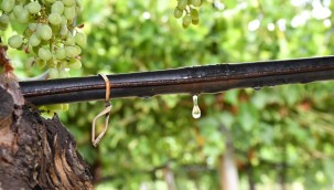 Büyüykşehirden kapalı sulama sistemiyle çiftçiye sağlılıklı hizmet