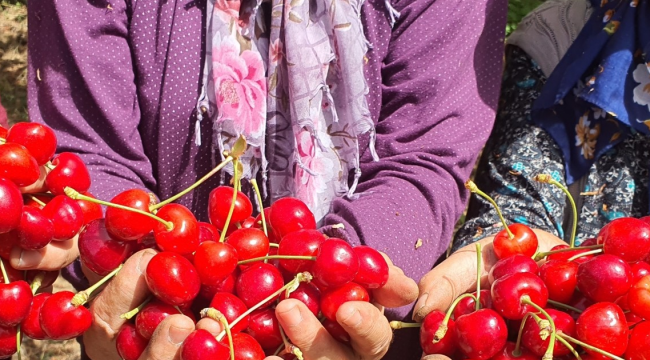 Demirci'den Almanya'ya kiraz ihracaatı yüzde 479 arttı