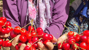 Demirci'den Almanya'ya kiraz ihracaatı yüzde 479 arttı