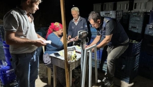 Gördes'te salatalıkların kalibre ölçümleri yapılıyor