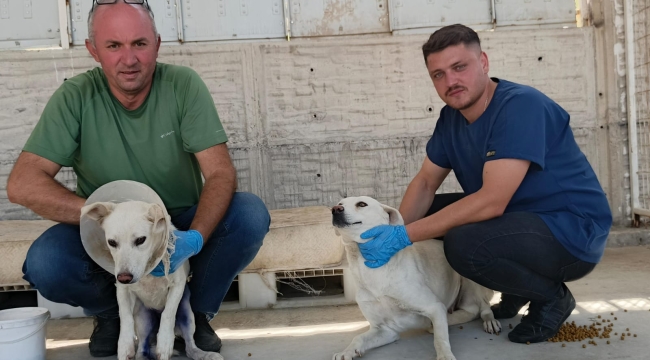 Gördes'de veterinerler sokak hayvanları için iş başında