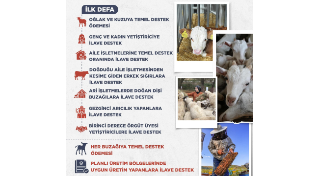 Hayvancılıkta yeni destekleme modeli