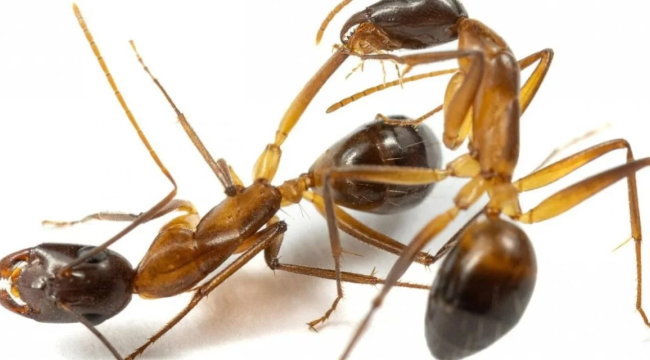 Karıncaların birbirlerini ameliyat ettiği ortaya çıktı