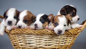 Katliam yasası AKP ve MHP oylarıyla kabul edildi!