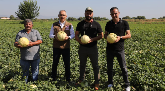 Manisa'da 'Kuzu' çeşidi organik kavun üretildi 