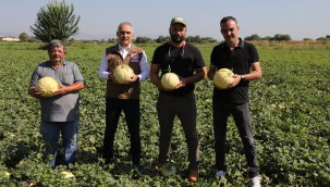 Manisa'da 'Kuzu' çeşidi organik kavun üretildi 