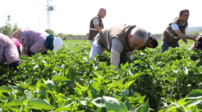 Müdür Öztürk biber hasadına katıldı