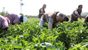 Müdür Öztürk biber hasadına katıldı