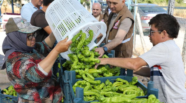 Müdür Öztürk bire hasadına katıldı