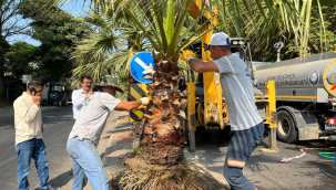 Salihli palmiye ağaçlarıyla yeşillendiriyor