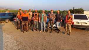 Tarım ürünlerine zarar veren domuz sürek avı başladı