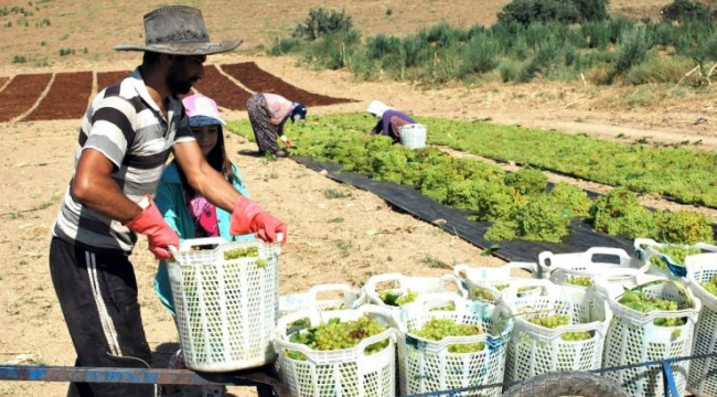 Tarım işçi ücretleri zamlandı