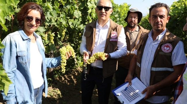 Üzümde rekolde tespit çalışmaları başladı