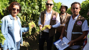 Üzümde rekolde tespit çalışmaları başladı