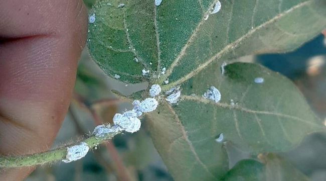 Akhisar'da pamuk alanlarında ilk kez pamuk unlubiti görüldü