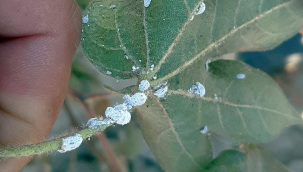 Akhisar'da pamuk alanlarında ilk kez pamuk unlubiti görüldü