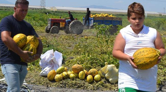 Bedava kavun karpuzu duyan tarlaya koştu