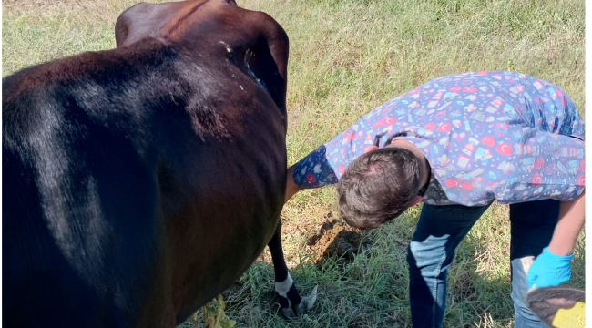 Gördes'de veterinerler yangında zarar gören hayvanların yardımına koştu