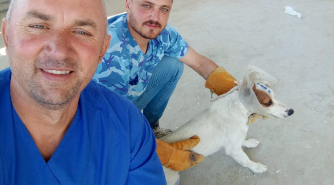 Gördes'te veterinerler işbaşında