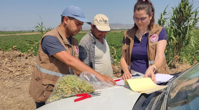 Hasat öncesi pestisit denetimi 