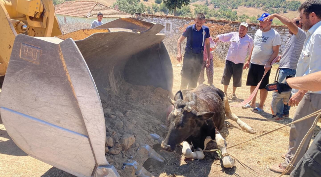 Kula'da dereye düşen inek kepçeyle kurtarıldı