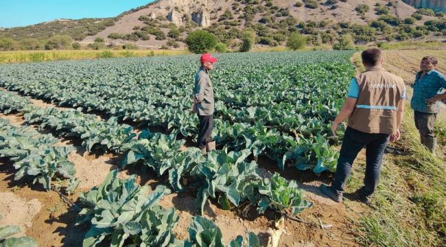 Kula'da karnabahar ve lahana hastalık kontrolleri yapıldı