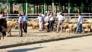 Kula'dan sonra Sarıgöl hayvan pazarıda kapatıldı