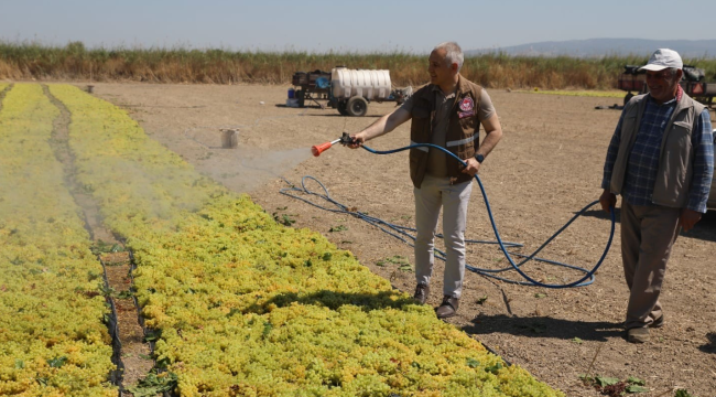 Müdür Öztürk'Manisa, kurutmalık ve sofralık üzüm üretiminde ülke birincisidir''