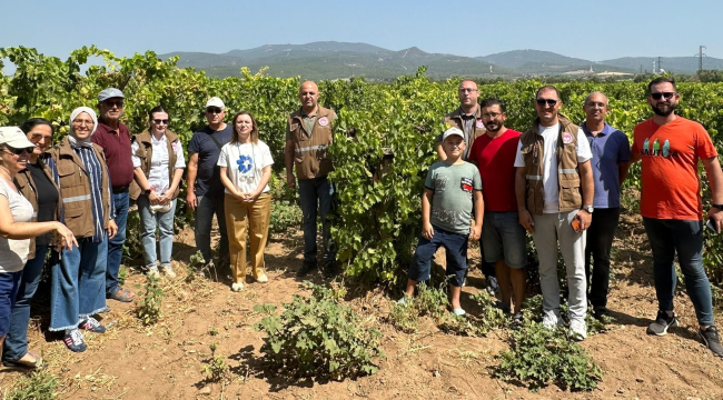 Organik tarım yapılan bağlarda inceleme 